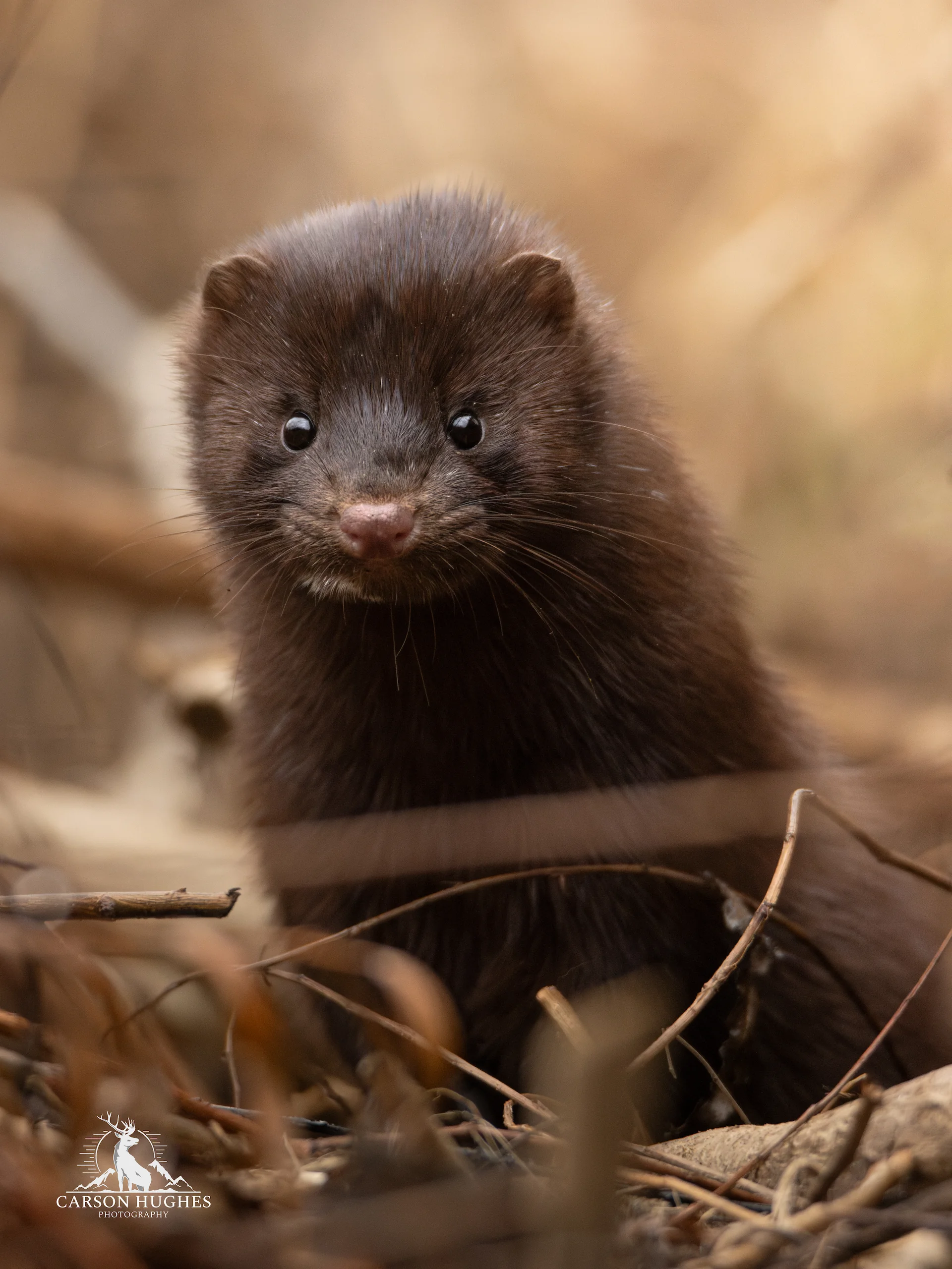 Mink